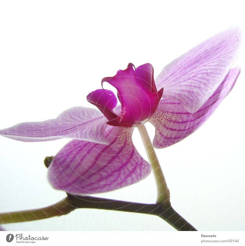 orchdäles bunt2 Orchidee Blume Blüte Pflanze zerbrechlich zart Asien rosa Blühend fragiel hell Natur