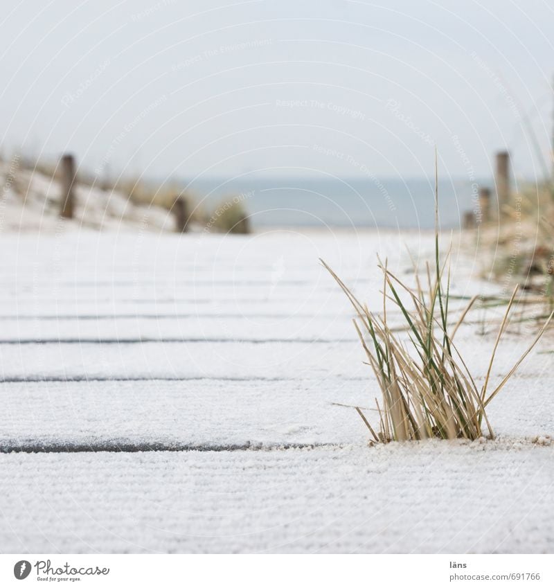 zum Meer Ferien & Urlaub & Reisen Tourismus Ausflug Strand Winter Winterurlaub Umwelt Natur Landschaft Sand Wasser Himmel Gras Küste Ostsee Zufriedenheit