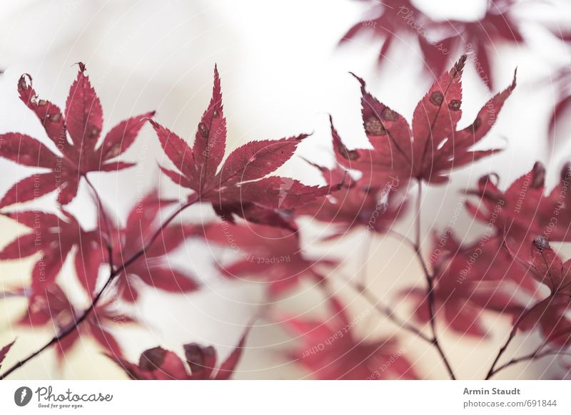 Blutige Herbstblätter Natur Tier Nebel Pflanze Baum Blatt Park alt ästhetisch authentisch einfach hell natürlich rot weiß Stimmung Trauer Einsamkeit Farbe