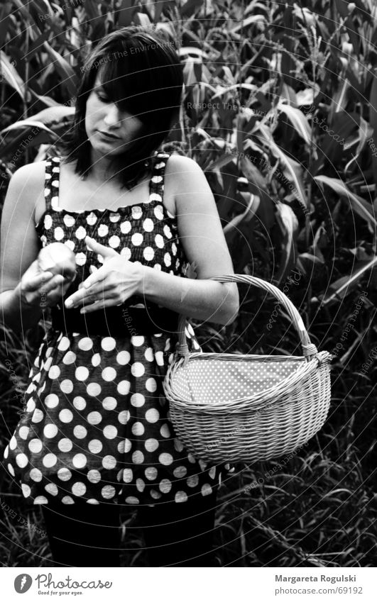 schnelles Picknick im Maisfeld sw Kleid Feld Korb Punkt Apfel Ernährung