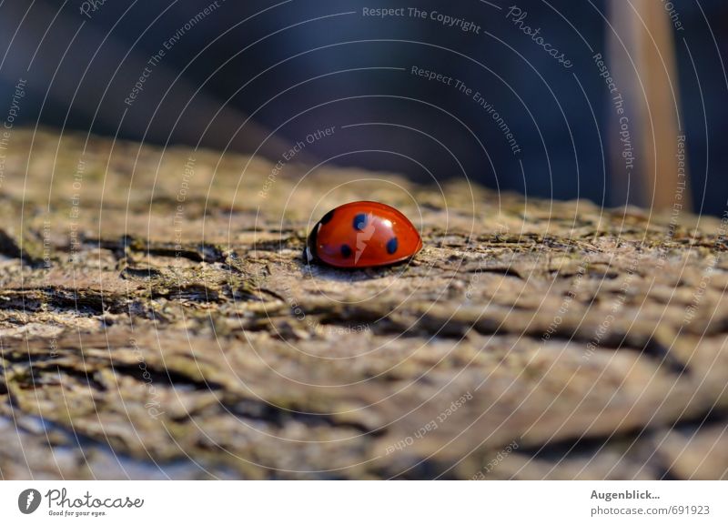 allein allein... Käfer sitzen blau braun rot Gelassenheit Außenaufnahme Nahaufnahme Makroaufnahme
