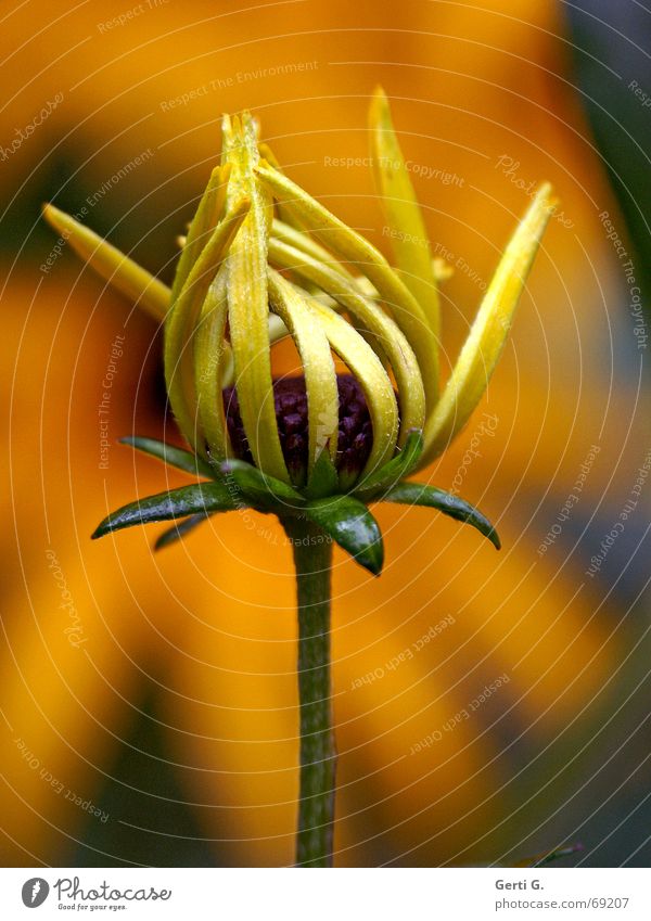 Sonnenhut Blume Pflanze Stengel zart frisch Blüte unreif gelb niedlich grün Blühend sprießen orange gold Natur
