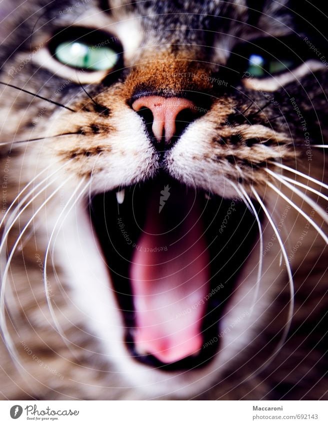 Gute Nacht :) Fell Tier Haustier Katze 1 Essen füttern genießen Jagd kämpfen Aggression frech Trägheit bequem Völlerei gefräßig Kitsch Risiko Wut gähnen Zunge