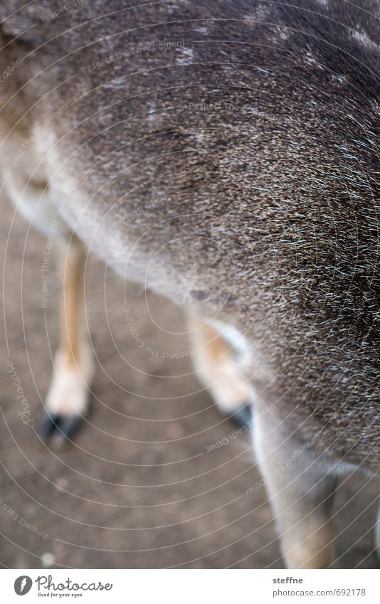 Tierisch gut: Reh Wildtier 1 außergewöhnlich Schüchternheit Tarnung Fell Jagd Farbfoto Außenaufnahme Schwache Tiefenschärfe