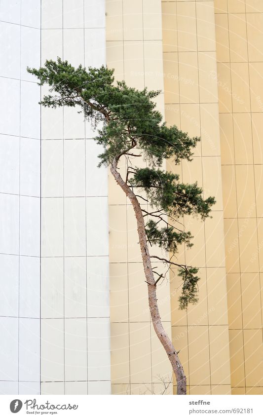 Bäume (1/8) Baum Natur Wachstum Sauerstoff Umwelt Klima ökologisch Wald Baumstamm Ast Nadelbaum Stadt Fassade
