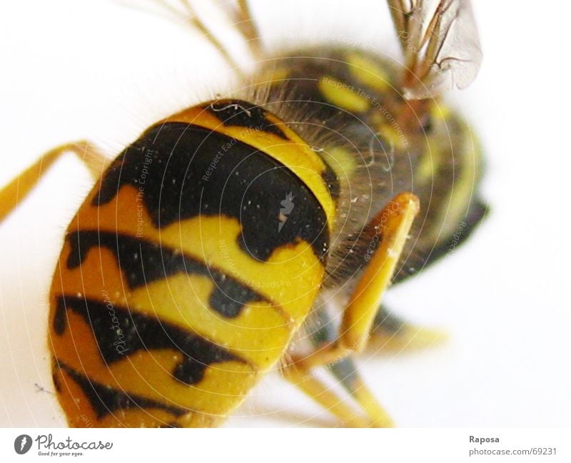 Ich zeig dir mein Hinterteil! Tier Insekt Sechsfüßer Wespen schwarz gelb gestreift Biene klein Bewegung Fühler Hautflügler abdomen Flügel fliegen flugapparat