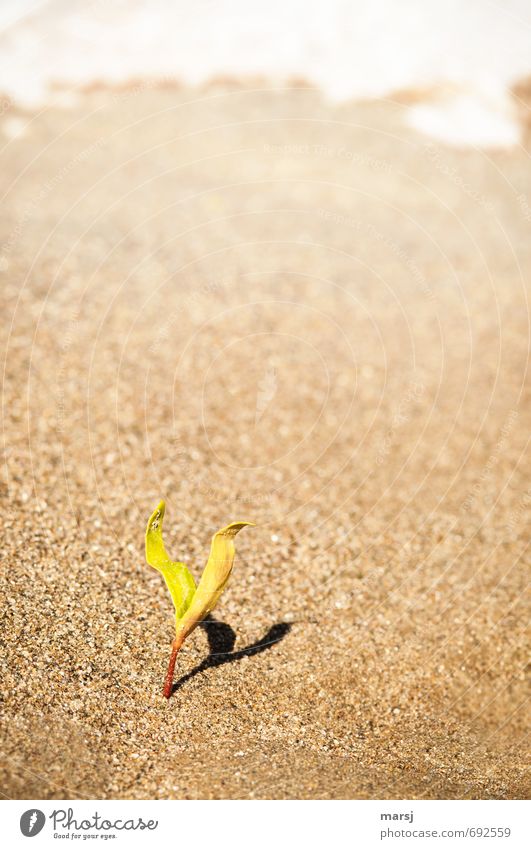Einzelgänger | mit Schatten II Natur Pflanze Sand Frühling Schönes Wetter Blatt Grünpflanze Wildpflanze Keim Jungpflanze Strand Wachstum authentisch einfach