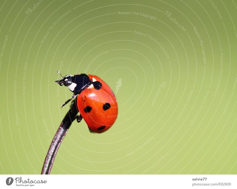 Glück auf Umwelt Natur Tier Frühling Sommer Wildtier Käfer 1 krabbeln sportlich grün rot schwarz Frühlingsgefühle Höhenangst Zufriedenheit Perspektive