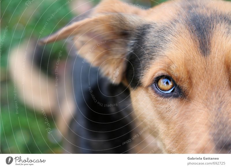 Gib endlich Haustier Hund 1 Tier braun intensiv Blick betteln Farbfoto Außenaufnahme Schwache Tiefenschärfe Blick nach oben