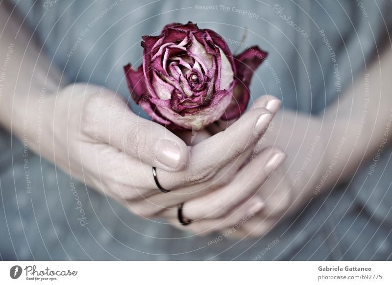 Mittig Blume schön Roséwein regenarm Hand Finger Gelassenheit Fliederbusch Farbfoto Außenaufnahme Schwache Tiefenschärfe