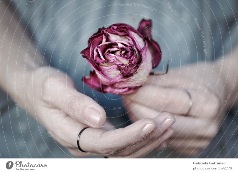 Fragil Hand Finger blau rosa Rose verdorrt vertrocknet schön sensibel Farbfoto Außenaufnahme Schwache Tiefenschärfe