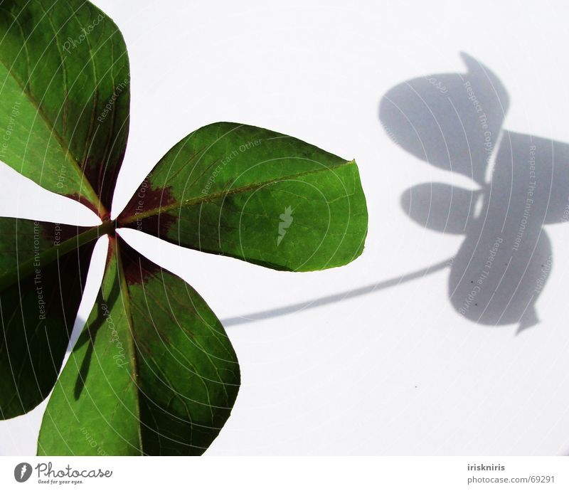Glück gefunden III Klee grün Japan Zierklee vierblättrig Symbole & Metaphern Wunsch 4blättrig Schatten Nahaufnahme herzform Strukturen & Formen