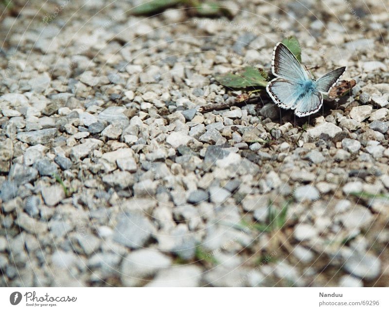 Startbahn schön Natur Schmetterling Stein niedlich Kies Hauhechelbläuling Bläulinge winzig filigran dunkelbläuling cyanris seminargus blau-grau 1 Menschenleer