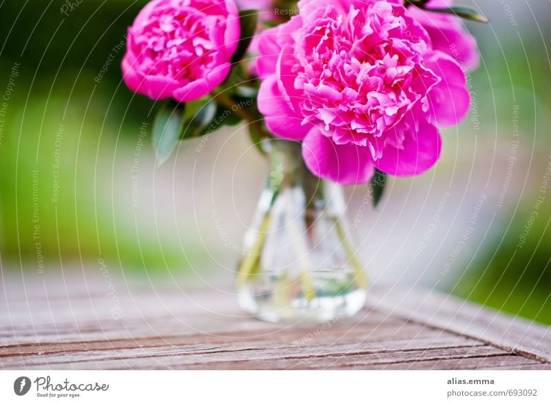 Pfingstrosen Blume Blumenstrauß Blüte rosa Blühend Frühling Vase Garten Dekoration & Verzierung poppig Natur