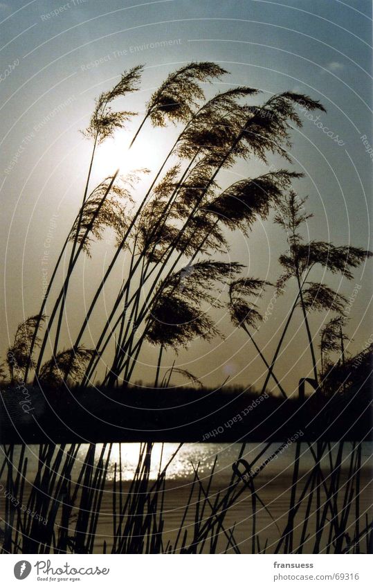 kulki See Schilfrohr Gras Erholung Sonne friedlich Wasser Küste reflektion Wind