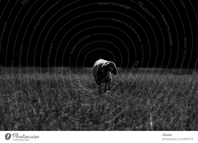 black sheep Schaf Wiese dunkel Gras stehen Einsamkeit Tier Licht dark grass Weide Natur animal Schatten
