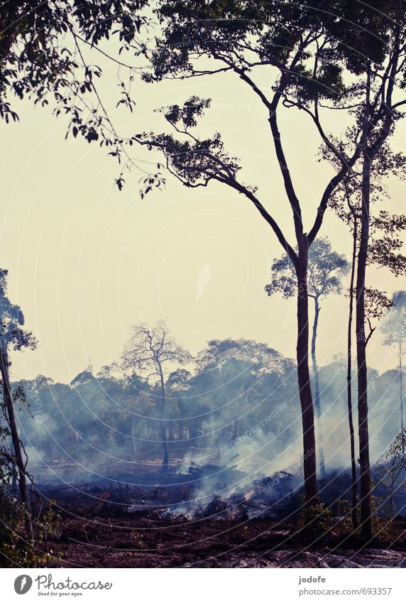 burning land Umwelt Natur Landschaft exotisch brandrodung brandroden Wald Waldbrand Abgas brennen fällen zerstören Baugrundstück nutzbarmachung Umweltsünder