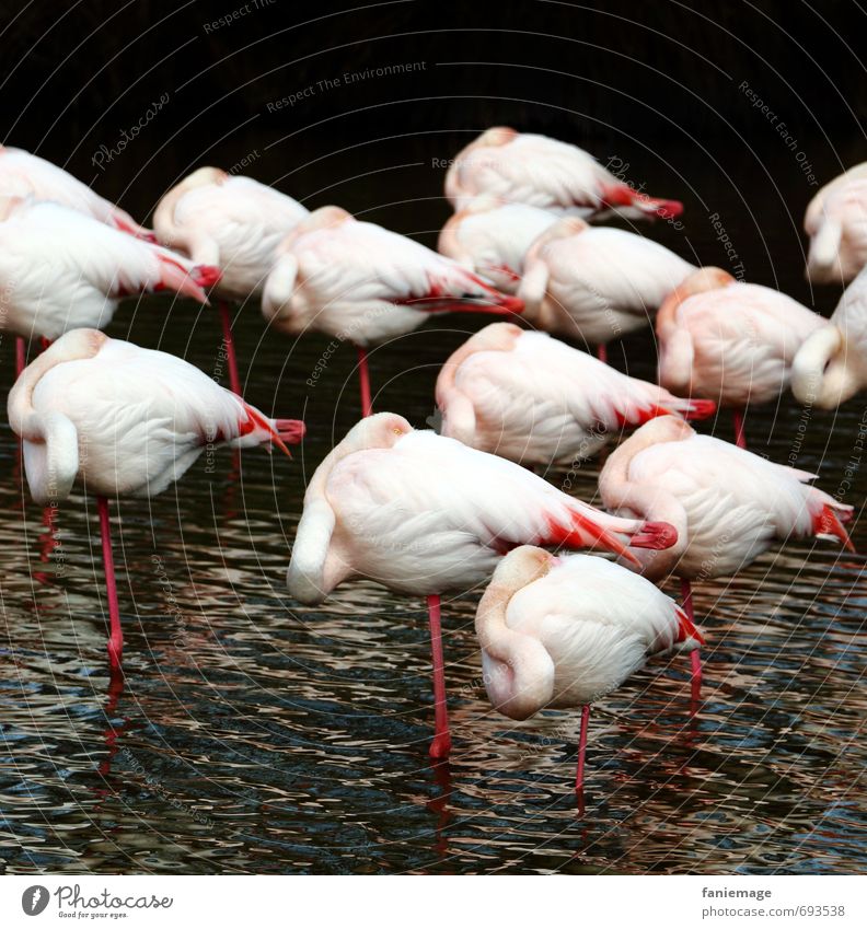 flamants fatigués Umwelt Natur Wasser Teich See Tier Wildtier Vogel Flamingo schlafen elegant exotisch rosa rot schwarz Vertrauen Sicherheit ruhen Siesta