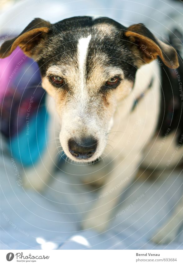 bonnie Hund Tierporträt Terrier schwarz weiß Blick Gesicht Nase Außenaufnahme Schwache Tiefenschärfe Licht Sommer Sonne Fell Ohr gemütlich Freundlichkeit