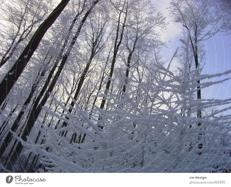 winterliche landschaft I Schneewandern Winter Baum Wald ruhig Erholung Tanne himmelblau Schneelandschaft weiß kalt lichtvoll Gelassenheit Eischnee Nadelwald