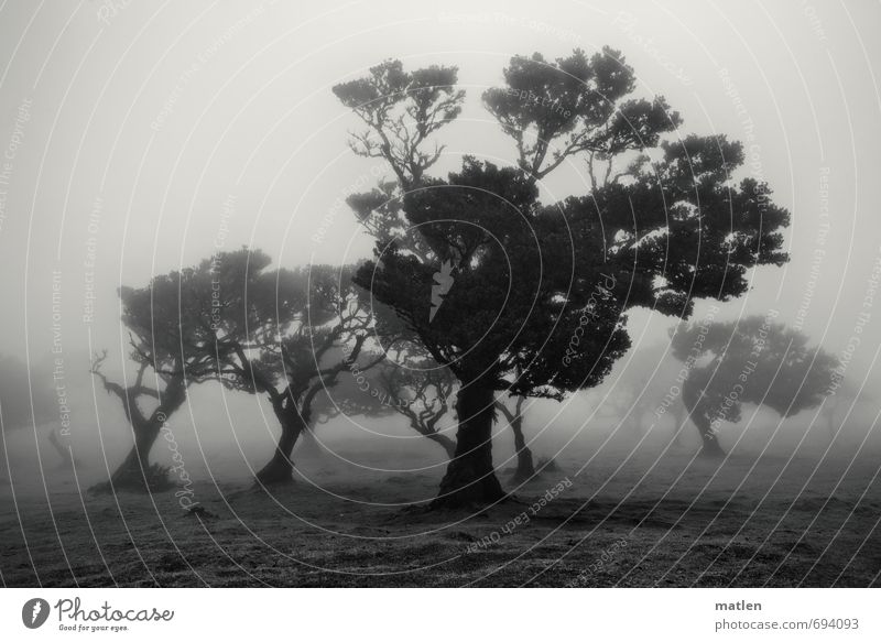 Flüchtlinge Natur Landschaft Pflanze Himmel Frühling Wetter schlechtes Wetter Nebel Baum Gras Wiese Wald schwarz weiß flüchtend geduckt Schwarzweißfoto