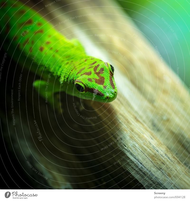 Whazzup? Natur Tier Terrarium Taggecko Gecko 1 liegen Blick warten elegant exotisch braun grün Gelassenheit geduldig ruhig Leben Neugier Muster Holz Farbfoto