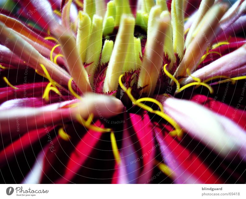 Warten auf Entfaltung Gärtner Sommer Blume Blütenblatt Chinesisch China Wachstum gerollt entfalten gelb rot Makroaufnahme Blühend horizontal vertikal mehrfarbig