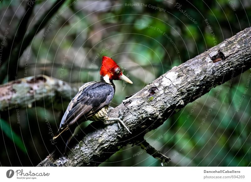 Woodpecker Natur Tier Baum Wald Urwald Costa Rica Mittelamerika Südamerika Wildtier Vogel Specht 1 sitzen frei historisch einzigartig wild rot schwarz weiß