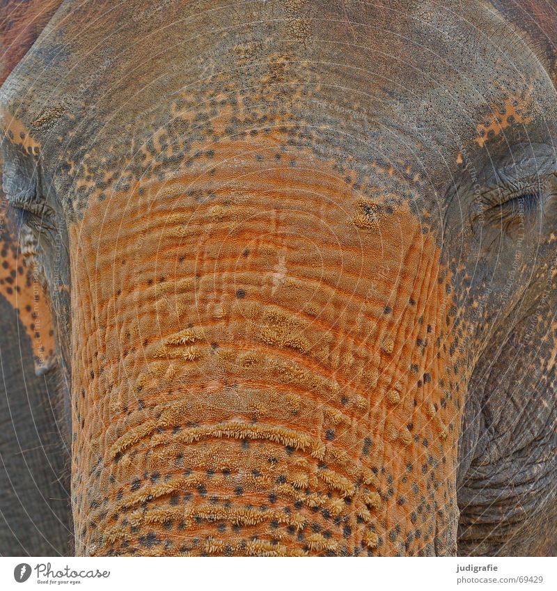 Dickhäuter ruhig groß grau Gelassenheit Müdigkeit Farbe Elefant Säugetier Rüssel sensibel schwer Falte Asien gutmütig Charakter orange Tierhaut braun Auge