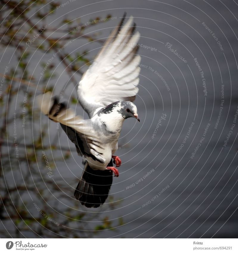 ... like an angel ... Natur Tier Wasser Wildtier Taube Flügel 1 fliegen grau rot schwarz weiß friedlich Vogel Vogelflug Farbfoto Außenaufnahme