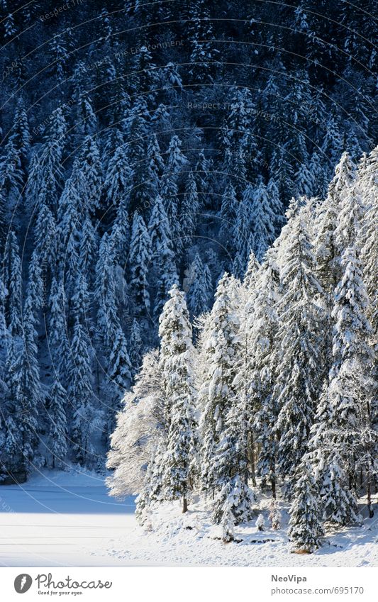 winter wonderland Erholung Meditation Winter Schnee Winterurlaub Berge u. Gebirge wandern Landschaft Eis Frost Wald Alpen See außergewöhnlich blau weiß Glück