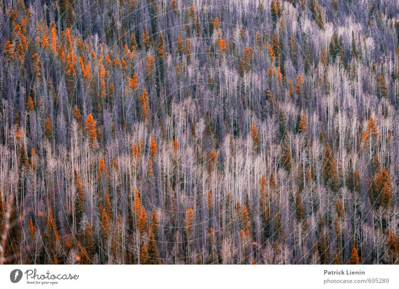 Wald in den Rockies Ferien & Urlaub & Reisen Tourismus Ausflug Abenteuer Freiheit Umwelt Natur Landschaft Herbst Klima Klimawandel Wetter Pflanze Baum