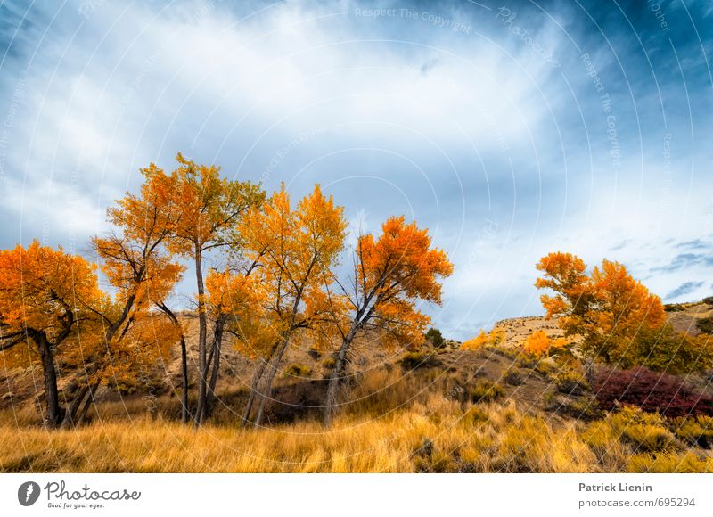 Herbstfarben Wohlgefühl Zufriedenheit Sinnesorgane Erholung ruhig Meditation Tourismus Ausflug Abenteuer Ferne Freiheit Umwelt Natur Landschaft Urelemente