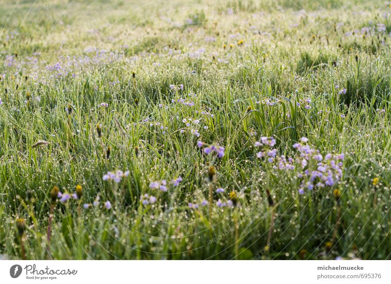 Meadow in the morning harmonisch ruhig Natur Landschaft Pflanze Frühling Gras Blüte Grünpflanze Wiese Feld Blühend frisch hell positiv schön grün Stimmung