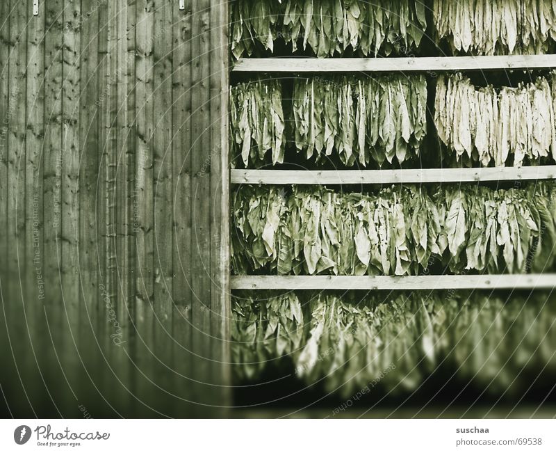 offenes scheunentor Scheune Holz Tabak getrocknet Balken hängt runter aufgehängt tabakpflanze grünes zeug