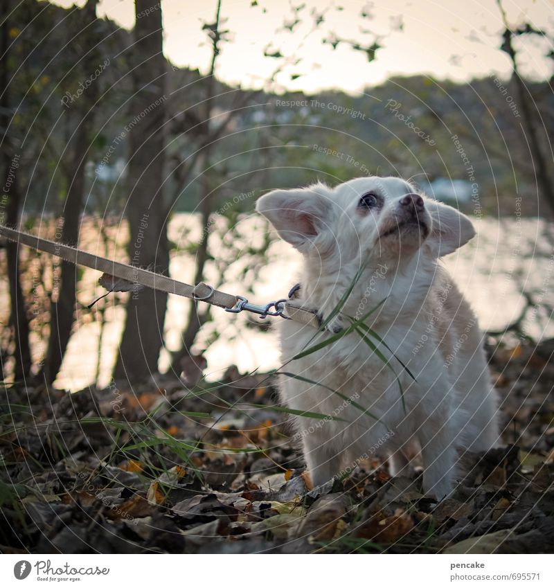 sportlich | ohne mich! Natur Landschaft Frühling Baum Blatt Flussufer Rhein Haustier Hund 1 Tier Zeichen alt Willensstärke Stress Frustration Streik ziehen
