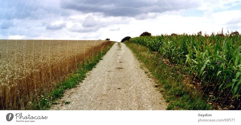 vier Wolken 4 elementar Feldfrüchte Fußweg Landweg Spuren auswärts Gras unterwegs Horizont Panorama (Aussicht) Getreide Wege & Pfade Mais Himmel frei Freiheit