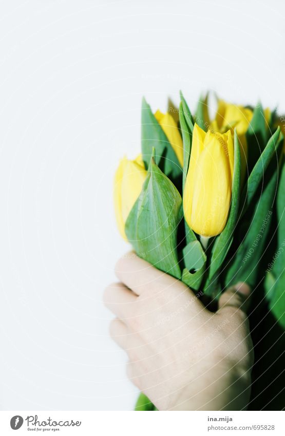 Alles Gute! Umwelt Natur Pflanze Frühling Tulpe schön gelb grün Blumenstrauß festhalten schenken geben Überraschung Romantik Valentinstag Geburtstagsgeschenk