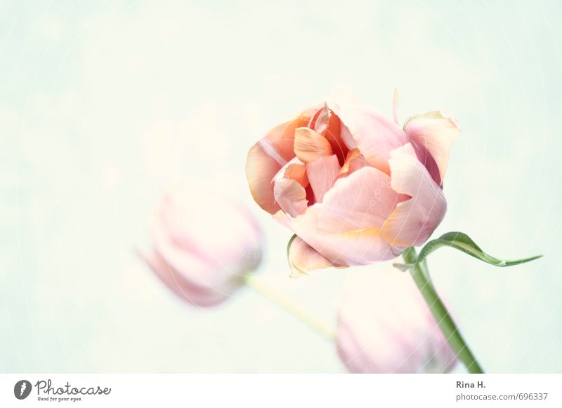 Creamy Blume Tulpe Blühend ästhetisch rosa Pastellton Stengel Kunst Menschenleer Textfreiraum links Textfreiraum oben Textfreiraum unten Hintergrund neutral