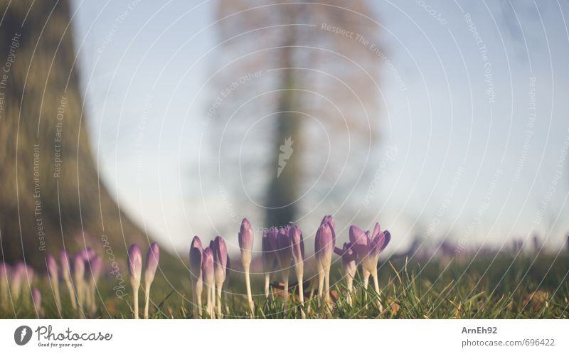 Frühlingsanfang Umwelt Natur Sonnenlicht Schönes Wetter Park Schwerin klein schön violett Farbfoto Außenaufnahme Detailaufnahme Menschenleer Tag