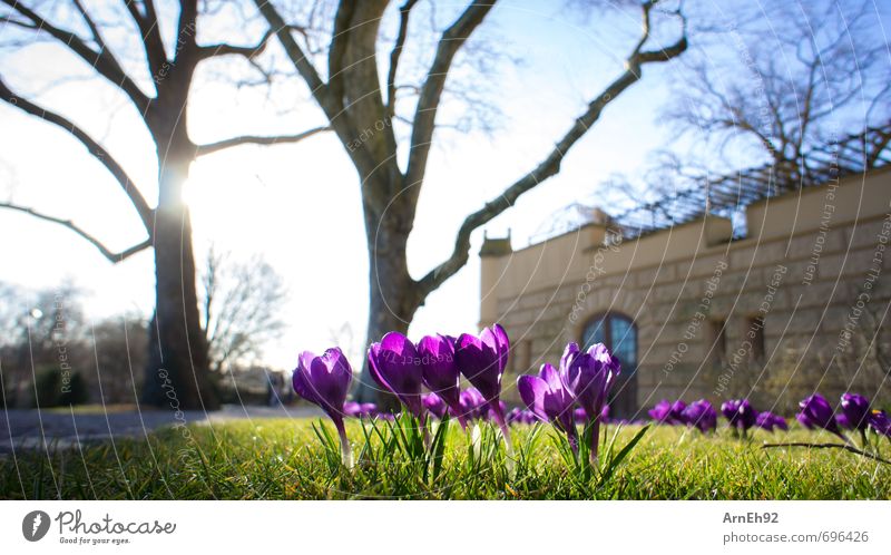 Frühlingsanfang Umwelt Natur Sonne Sonnenlicht Pflanze Baum Krokusse Park Schwerin Deutschland Europa schön blau grün violett Farbfoto Außenaufnahme Nahaufnahme