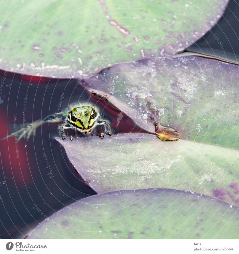stille l kein quark Pflanze Blatt Seerosenblatt Garten Teich beobachten Neugier Frosch Menschenleer