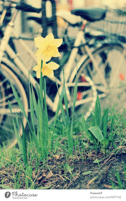 Auf nach draußen! Freizeit & Hobby Sightseeing Fahrradtour Fahrradfahren Frühling Schönes Wetter Blume Narzissen Park Stadt Blühend Duft entdecken