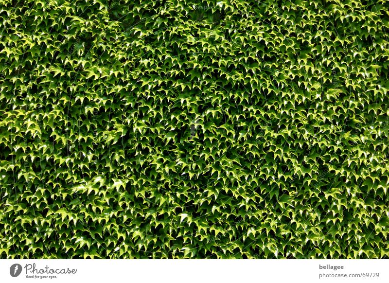 efeu/weinwand Efeu Wand grün Blatt Wein mehrere Glätte Außenaufnahme Hecke Mauer Strukturen & Formen Natur ganzflächig viele bewachsen