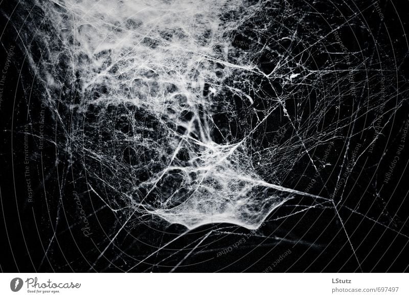 spiders web . 02 Natur Spinne ästhetisch bedrohlich dunkel gruselig blau grau schwarz weiß Angst Todesangst kalt Surrealismus Symmetrie Spinnennetz Farbfoto