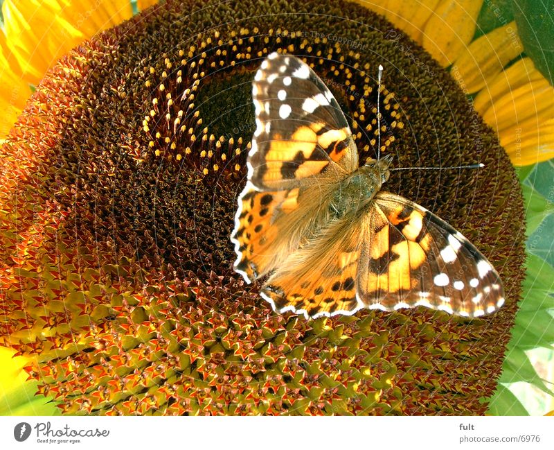 schmetterling Schmetterling Sonnenblume fiech