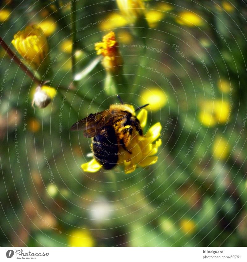 Von Bienchen und Blümchen Biene Blume bestäuben Sammlung Honig gelb fleißig Sommer Feld Blüte Gras Sträucher Wiese Samen besamen Appetit & Hunger Pollen Polen