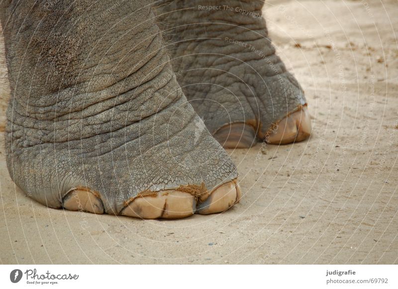 Bodenständig Elefant Tier Säugetier groß schwer Falte grau Riss niedlich Asien Fuß Haut Bodenbelag Sand