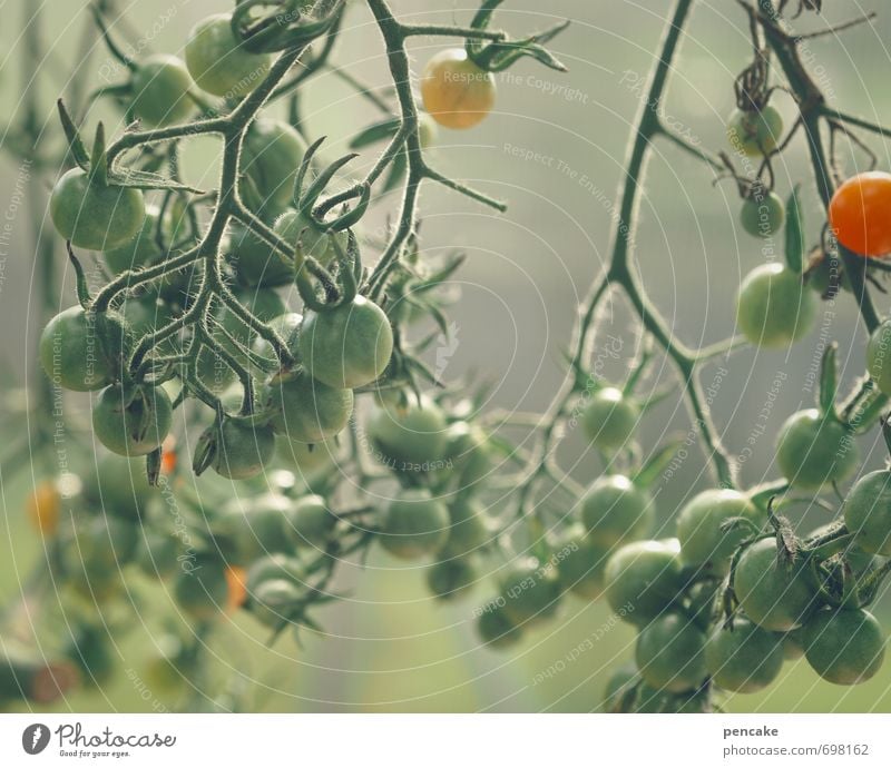 tomätchen? Lebensmittel Salat Salatbeilage Frucht Ernährung Bioprodukte Italienische Küche Natur Sommer Nutzpflanze Billig gut Tomate Gewächshaus Garten