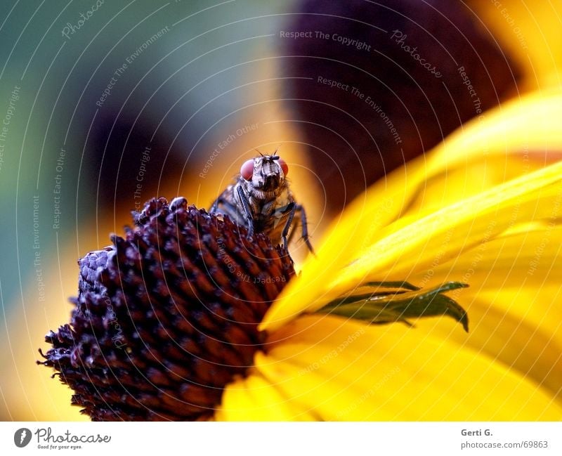 it's a fly Insekt Erholung schlafen Blume Tier gelb Blüte Blütenblatt Sonnenhut Fliege Blütenknospen Natur hintergrundunschärfe fliegen